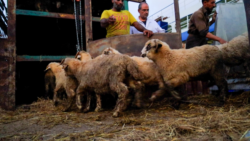 New shipments of Romanian sheep and Moldovan calves arrive